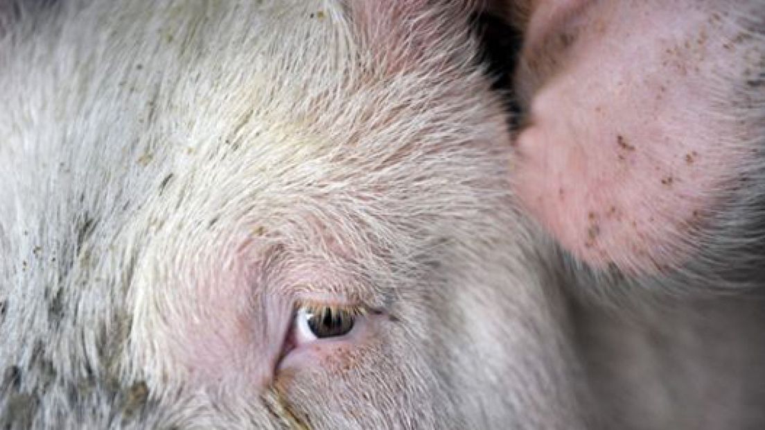 Geen stal met 11.000 varkens in Wijchen