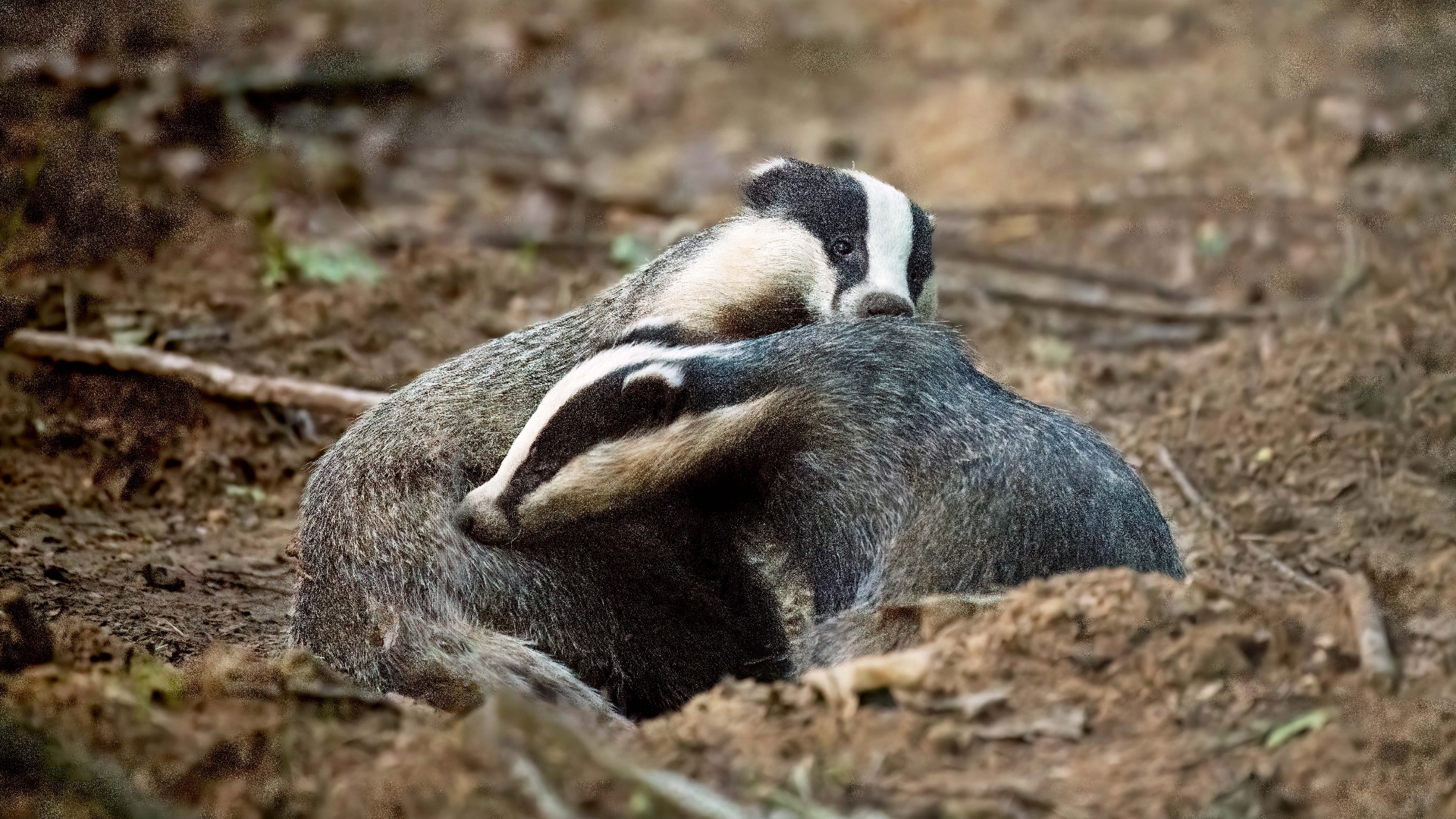 Op zoek naar de das: 'Met eigen ogen zien is geen gemakkelijke opgave'