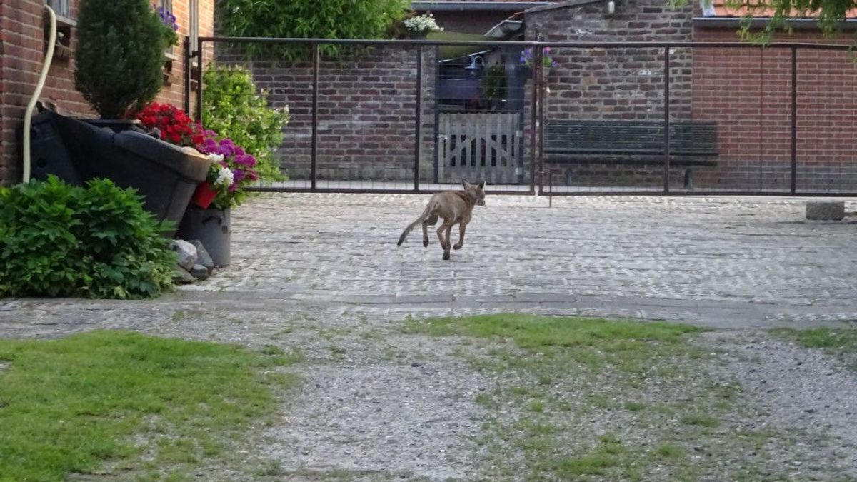 Mogelijke schurftbesmetting vossen: 'Houd hond in de gaten'
