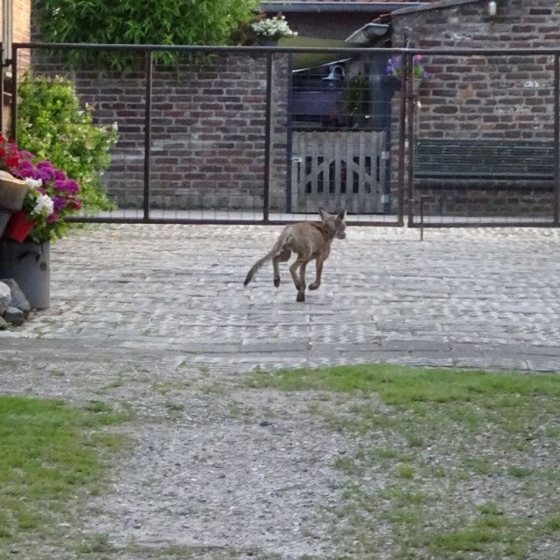 Mogelijke schurftbesmetting vossen 