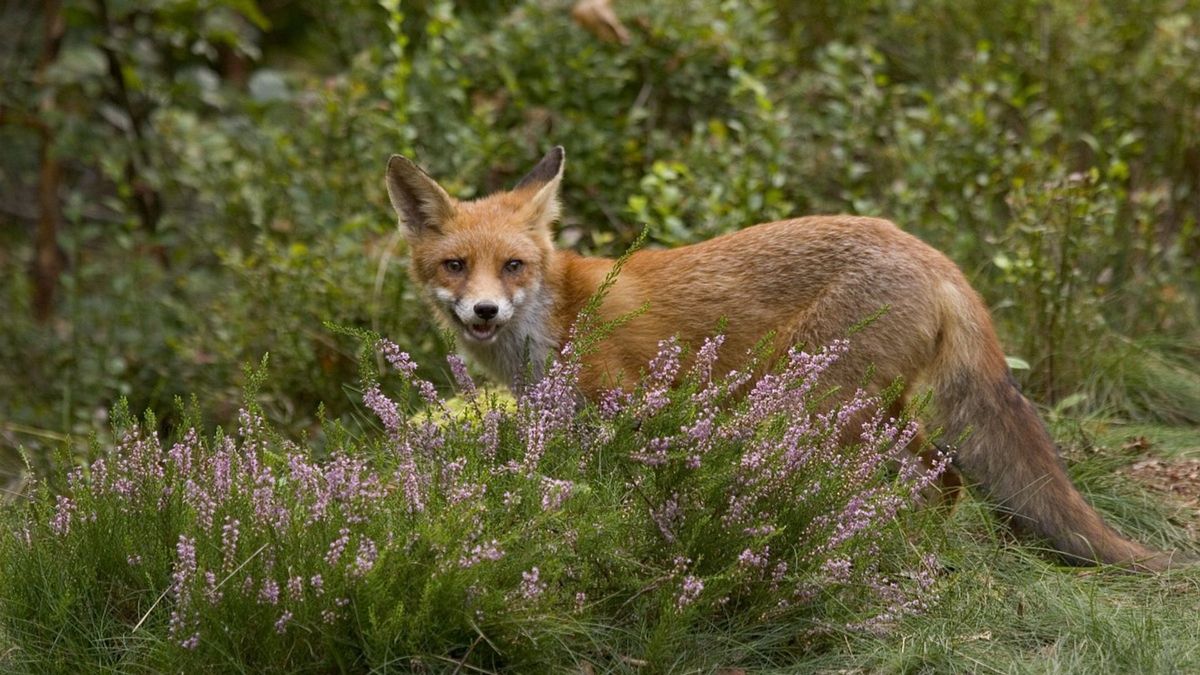 Ondernemer mag geen vossen afschieten om dieren te beschermen tegen aanval