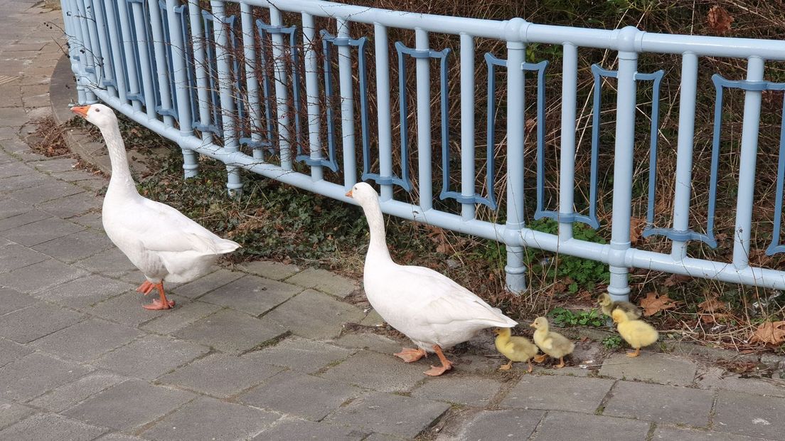 De ganzen doen een ommetje aan de Oosterhamrikkade in Groningen