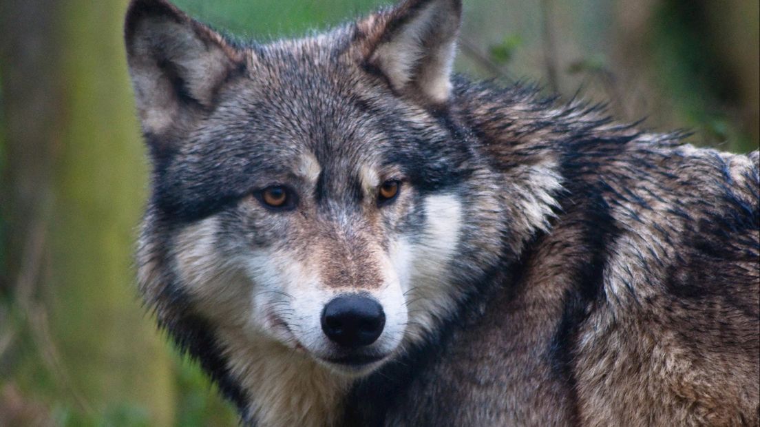 De wolf sloeg in Den Ham en Slagharen toe