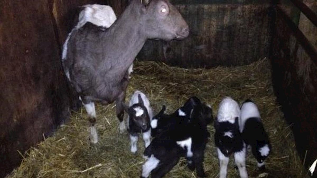 Geit brengt vijfling ter wereld in Vinkenbuurt