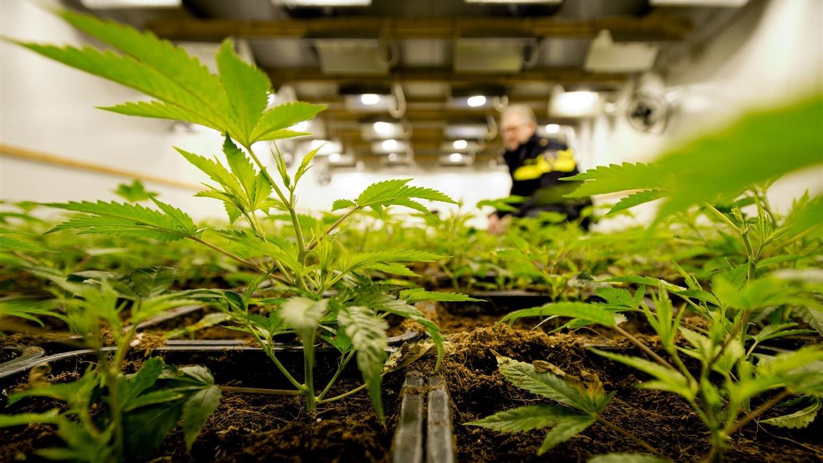 Twee hennepkwekerijen opgerold in gemeente Hulst