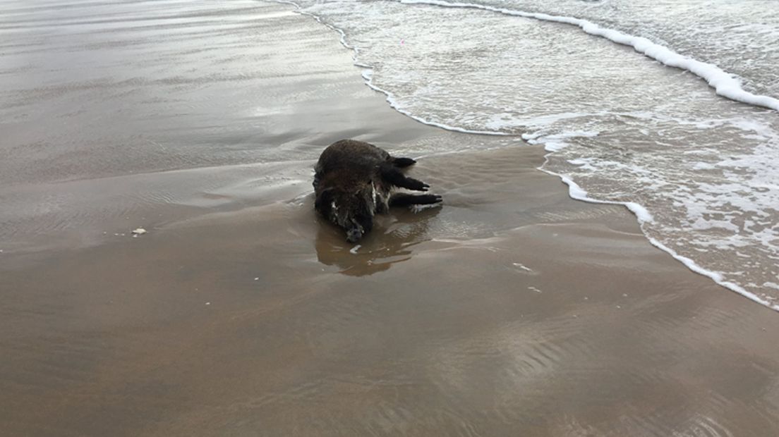 Dood zwijn op het strand van Katwijk