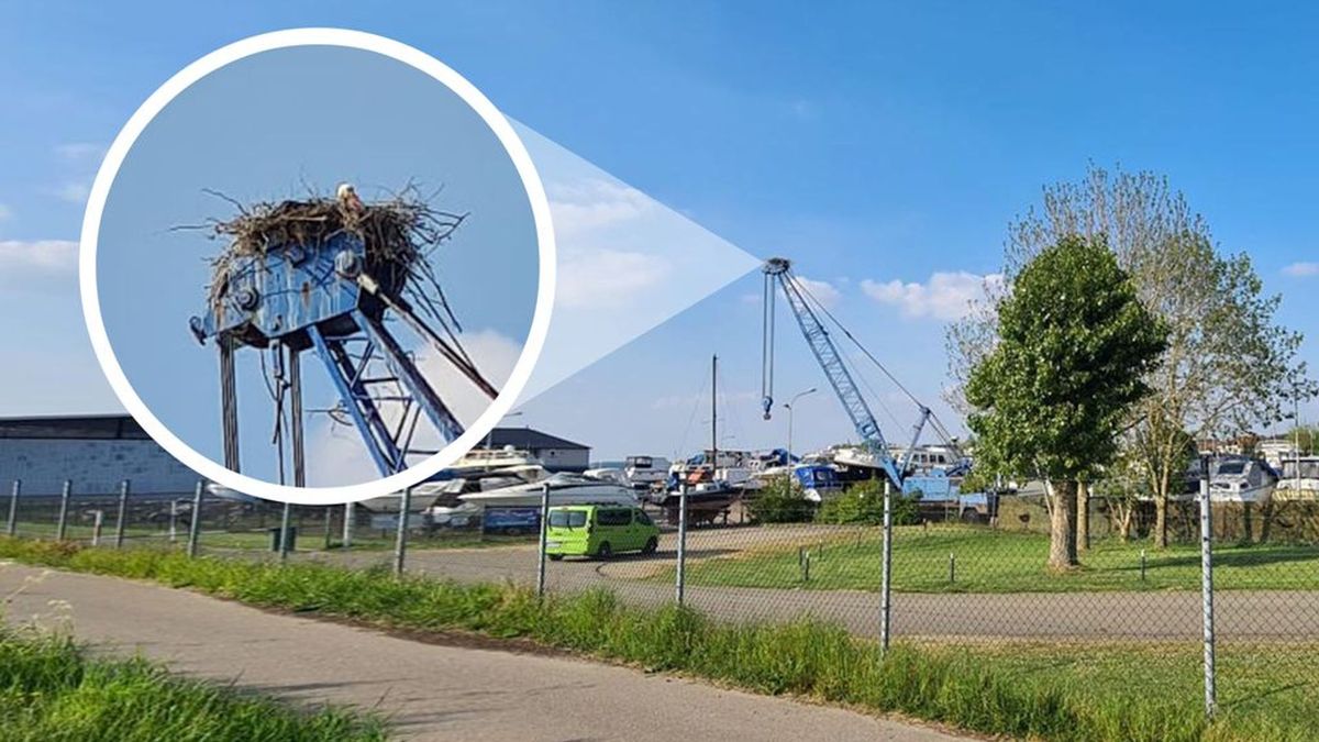 Ooievaars bouwen nest boven op havenkraan