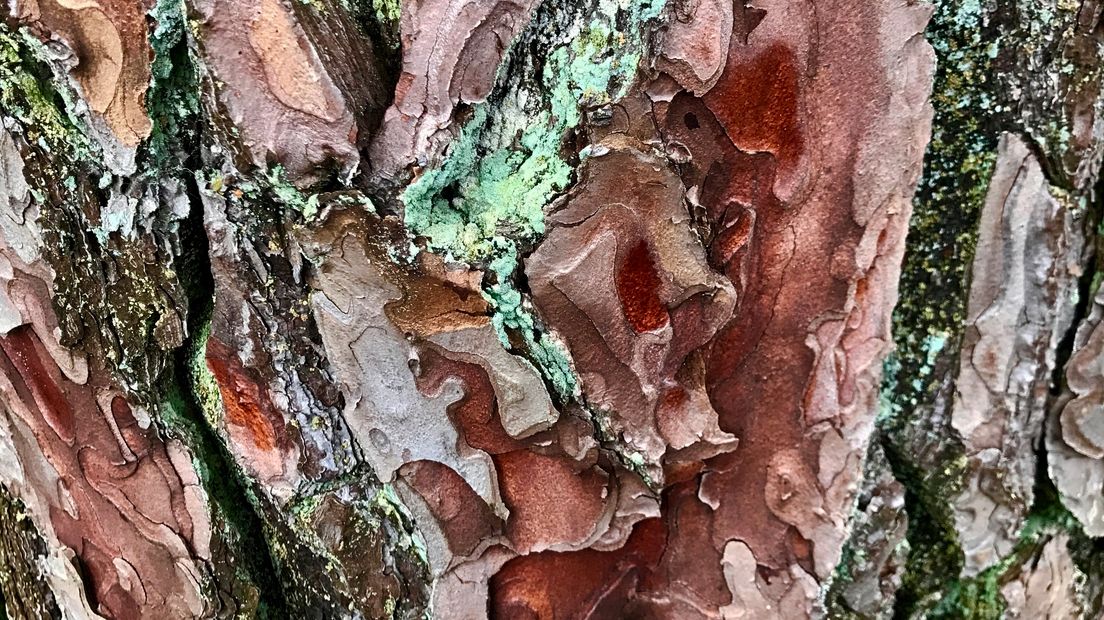 Iedere zondagochtend tussen 7.00 en 10.00 uur struint verslaggever Laurens Tijink door de Gelderse natuur. Zondag loopt hij de cultuurhistorische route van natuurgebied De Dellen met Sabine Wolters, boswachter van Geldersch Landschap en Kastelen. De Dellen was het eerste bezit van de stichting.