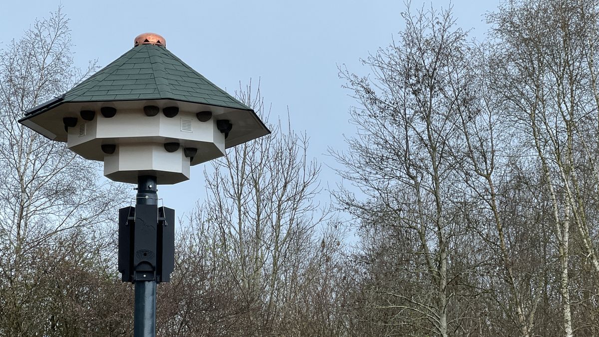 Vervangende woonruimte aangeboden voor zwaluwen in Eexterveen: steeds minder plek om te broeden op d