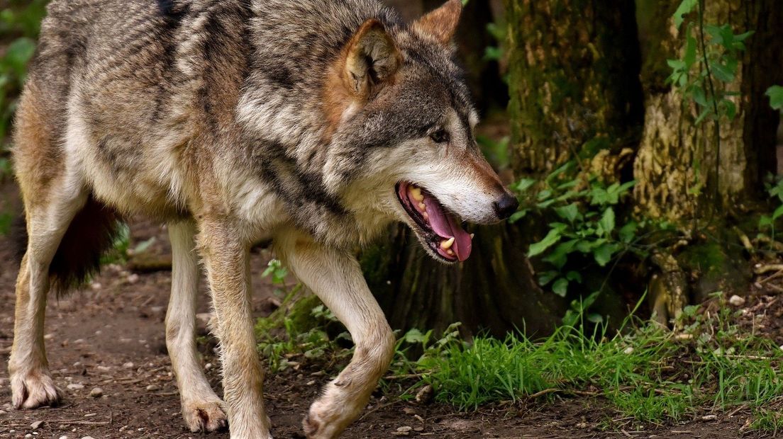 Een wolf beet meerdere schapen in Drenthe dood (Rechten: Pixabay)