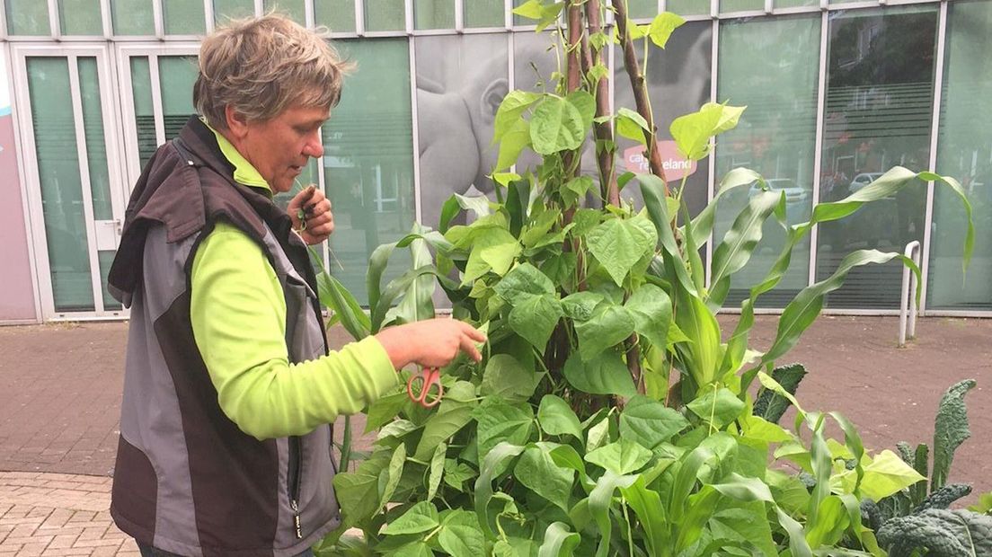 Ina van de Riet bij het eetbaar groen in het centrum van Goor