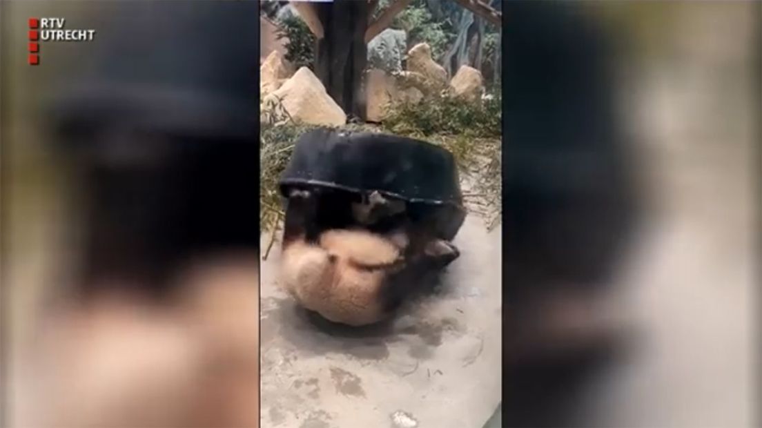 Ouwehands Dierenpark gaf gisteren weer beelden vrij van één van de panda's die in quarantaine zit.
