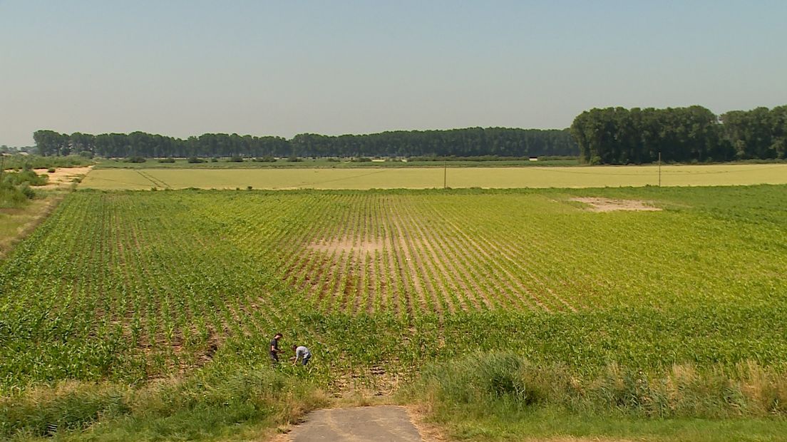 Hedwigepolder