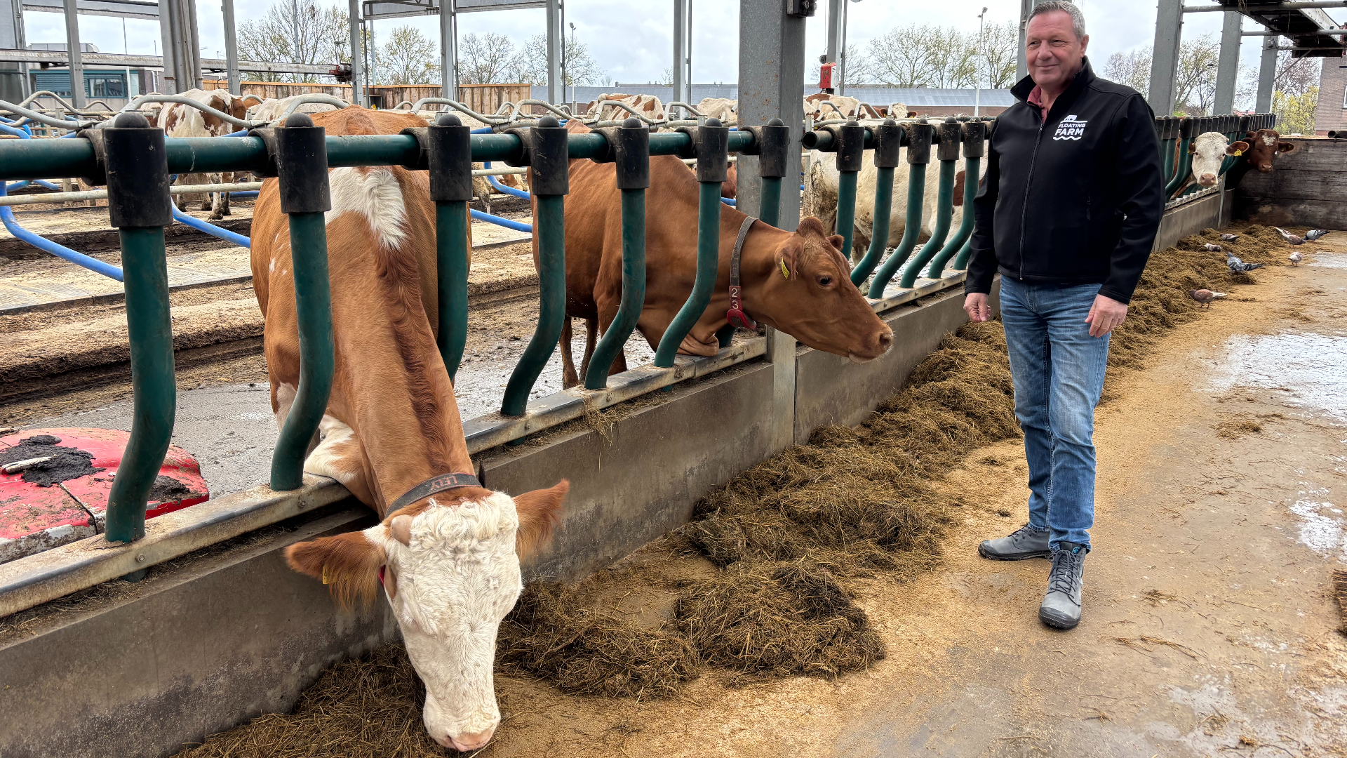 Aandeelhouder Fred van Alphen tussen de koeien van Floating Farm