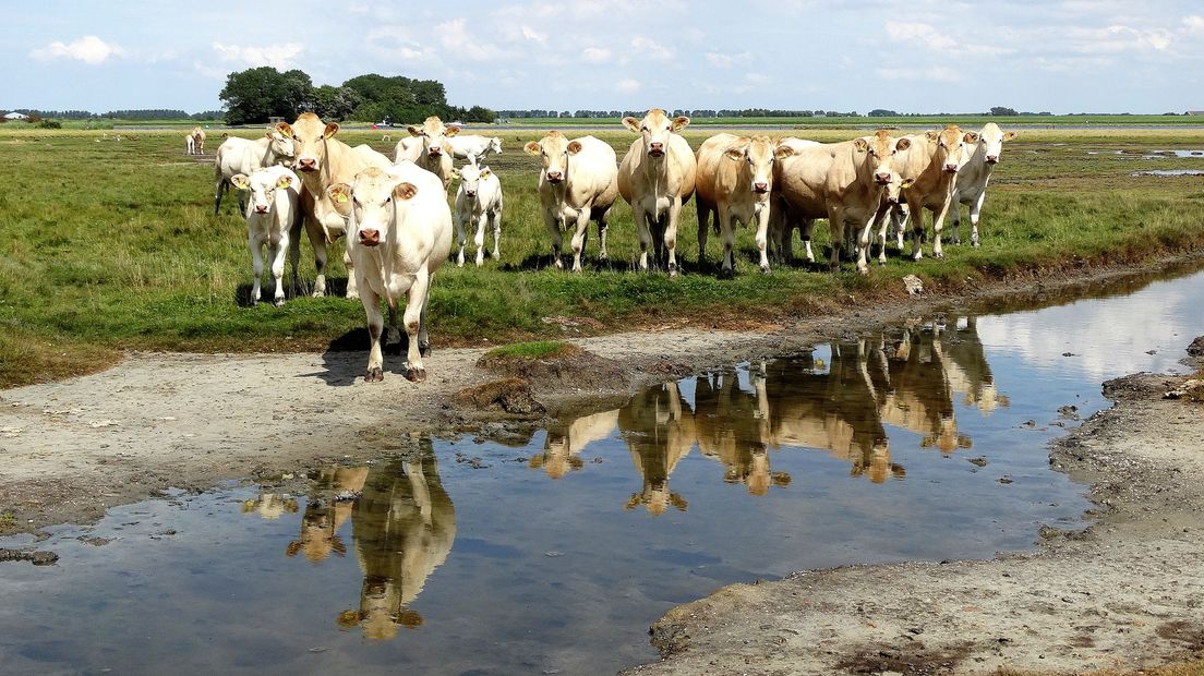 Koeien genieten in de zon bij de Haringvreter