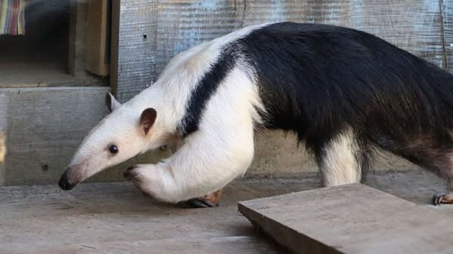 De ontsnapte Tamandua