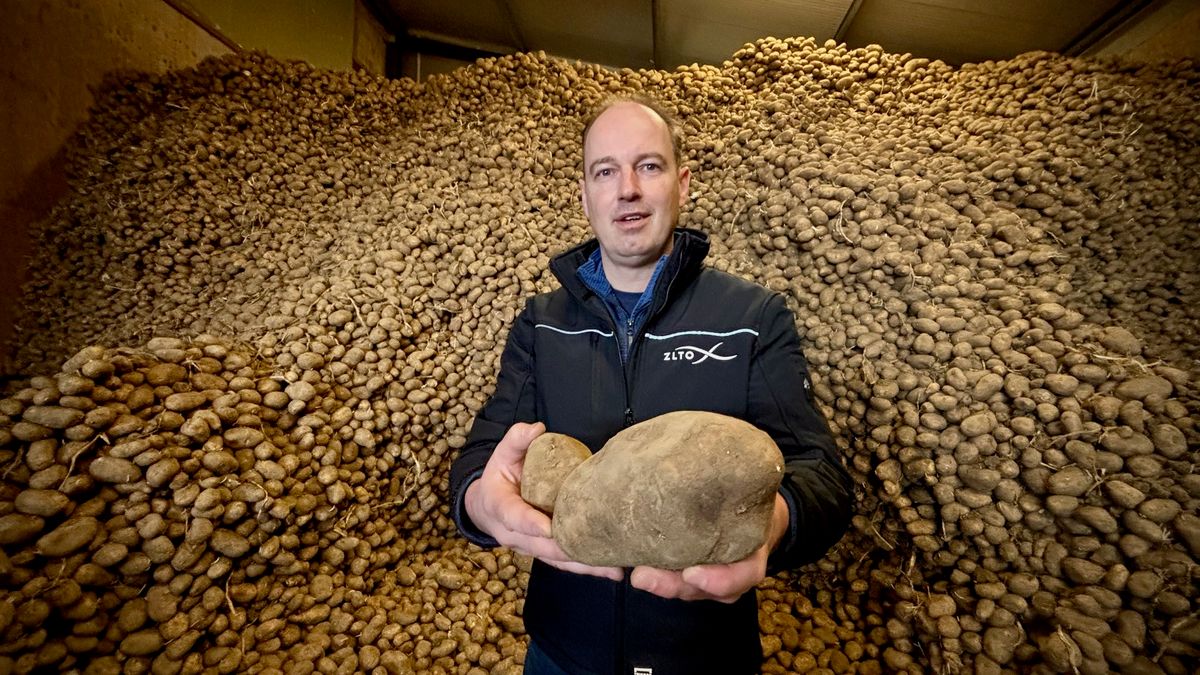 Zeeuwse aardappeltelers verkopen met verlies: 'Ook komend seizoen ziet er somber uit'