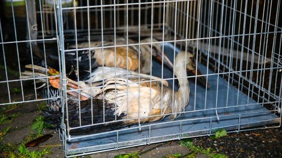 Drie jonge ooievaars zwaargewond na val uit nest tijdens noodweer