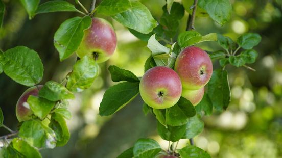 Dit Gelderse fruit kent (bijna) niemand maar staat nu in Ark van de Smaak