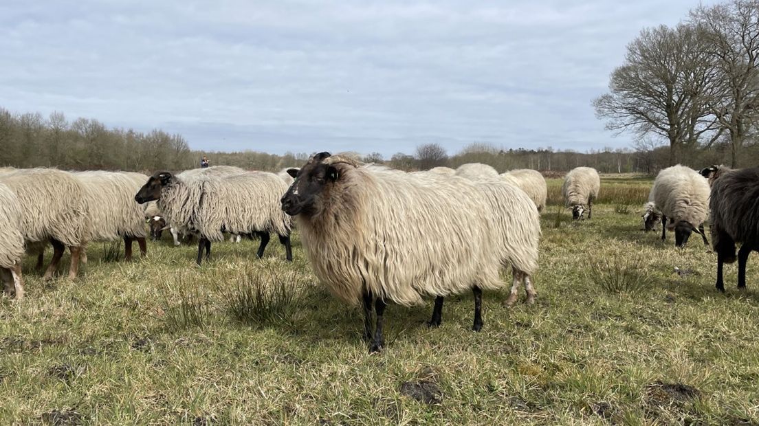 Schaapskudde Schipborg 2