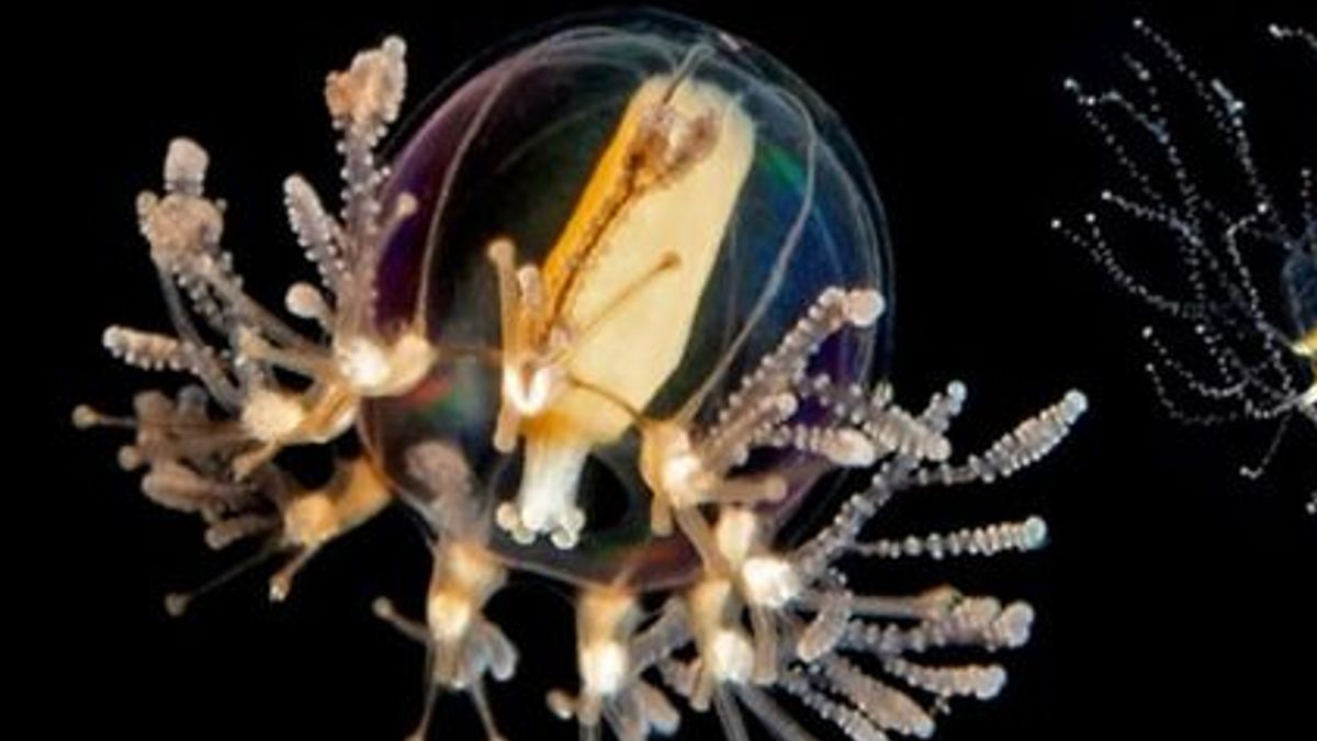 Primeur in Veerse Meer: mysterieuze raketmeduse duikt op in het wild