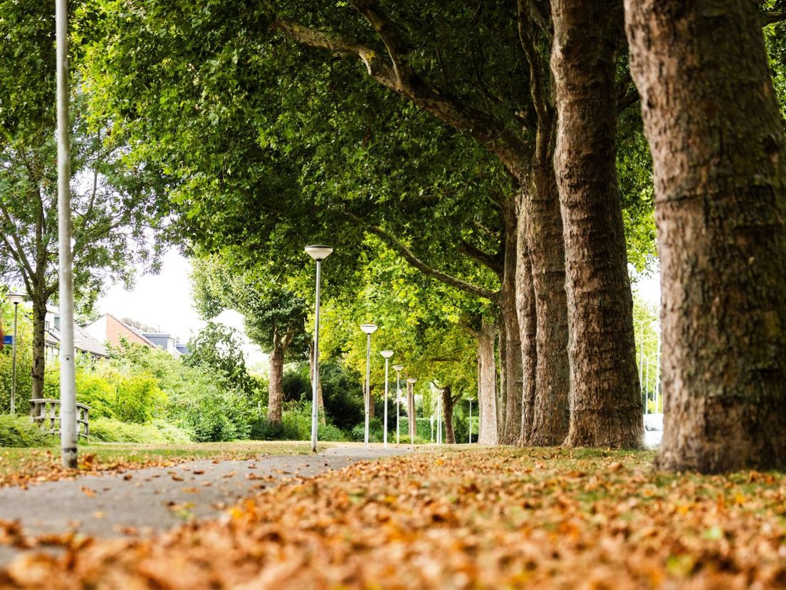 Sommige bomen verloren in de zomer al hun blad.