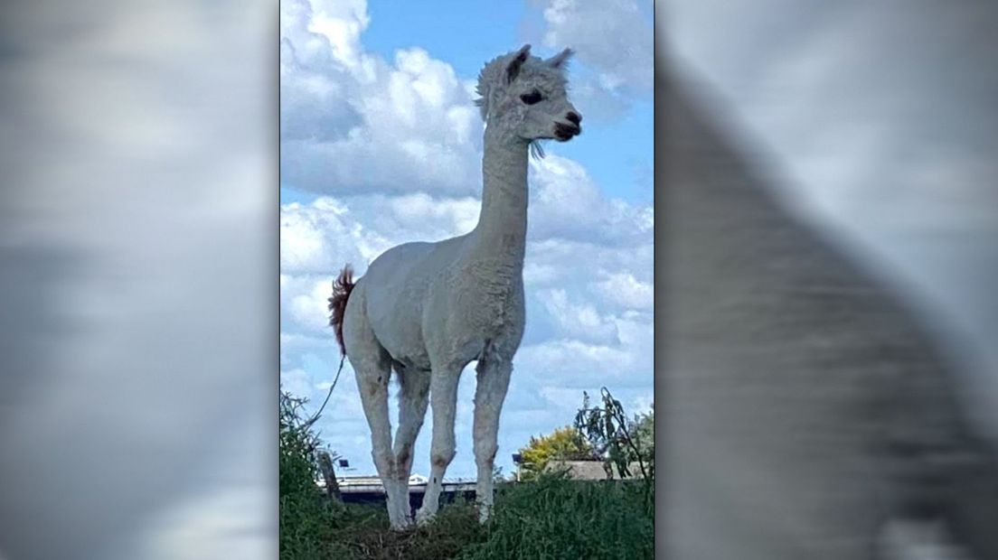 Alpaca Latte in Hazerswoude-Dorp