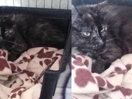 Vermiste kat uit Rotterdam duikt na 2 jaar op in België, maar waar is de eigenaar?