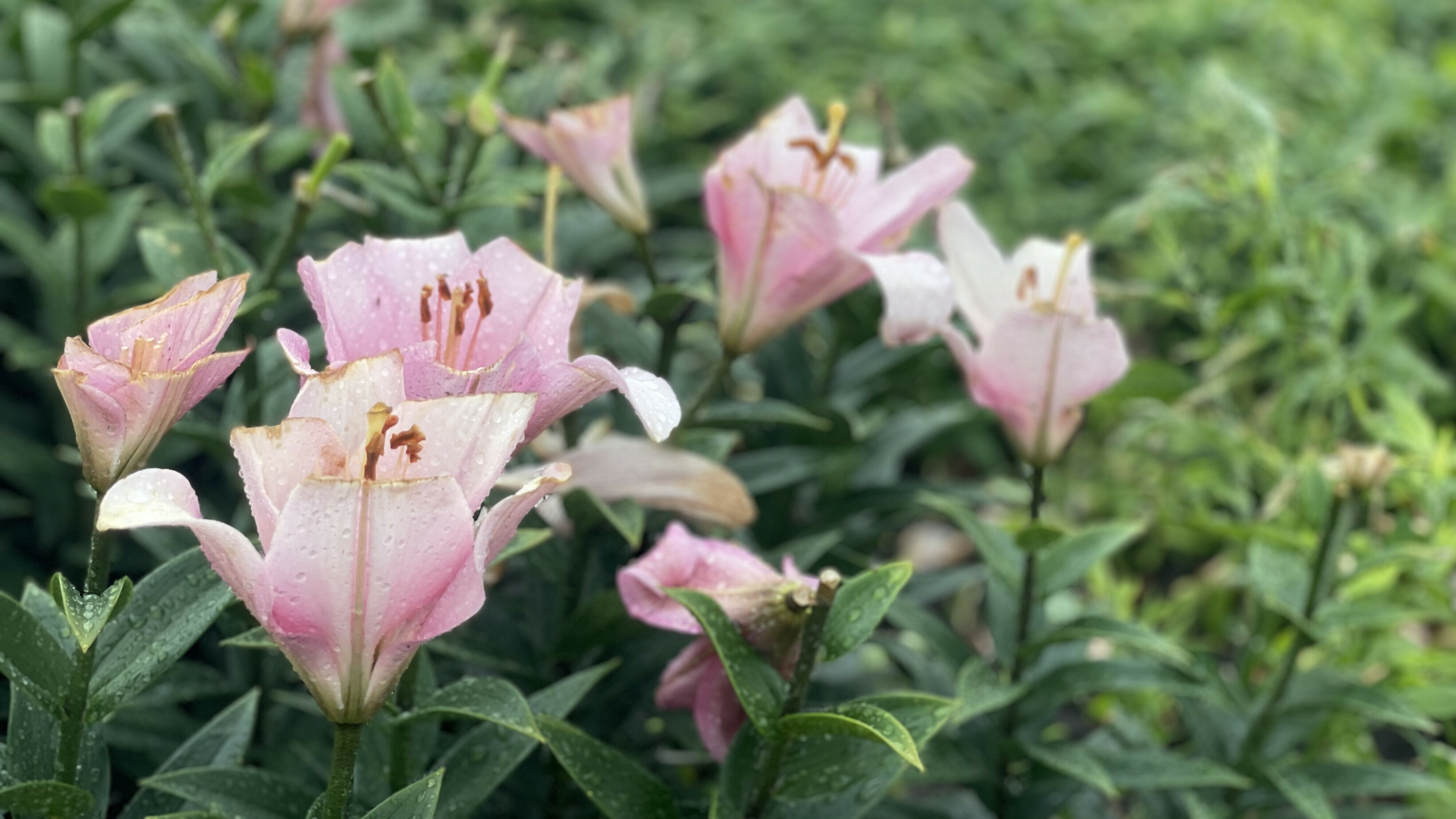 Geduld gevraagd voor duidelijkheid over gebruik pesticiden in Westerveld