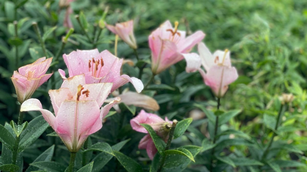 Geduld gevraagd voor duidelijkheid over gebruik pesticiden in Westerveld