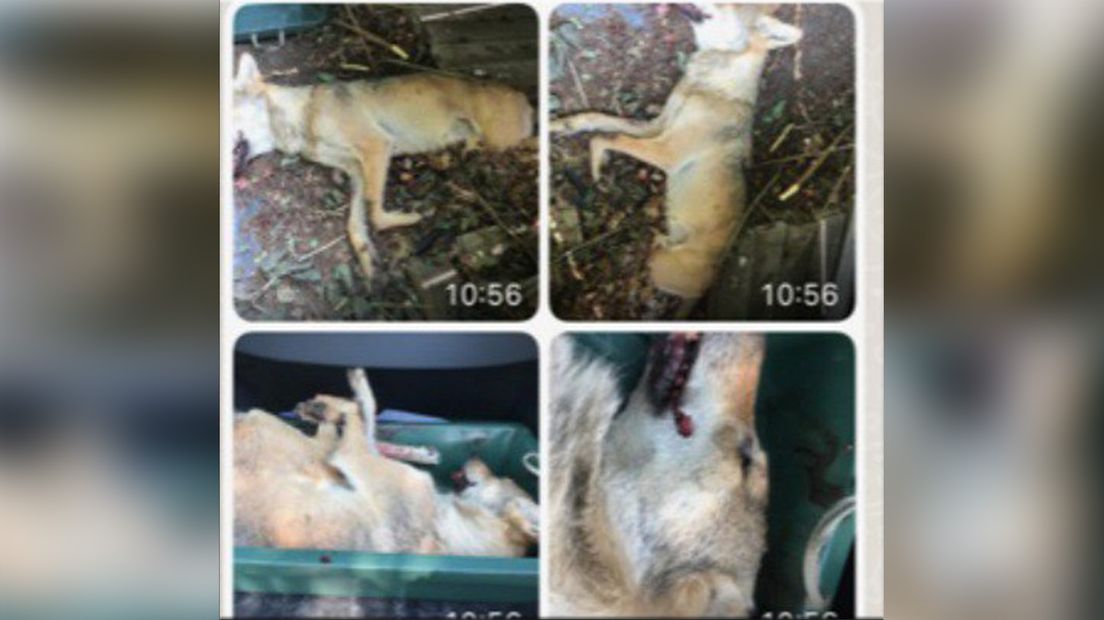 De doodgeschoten wolf uit Wapse.