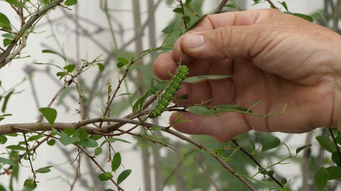 Rups in de vlindertuin Harskamp