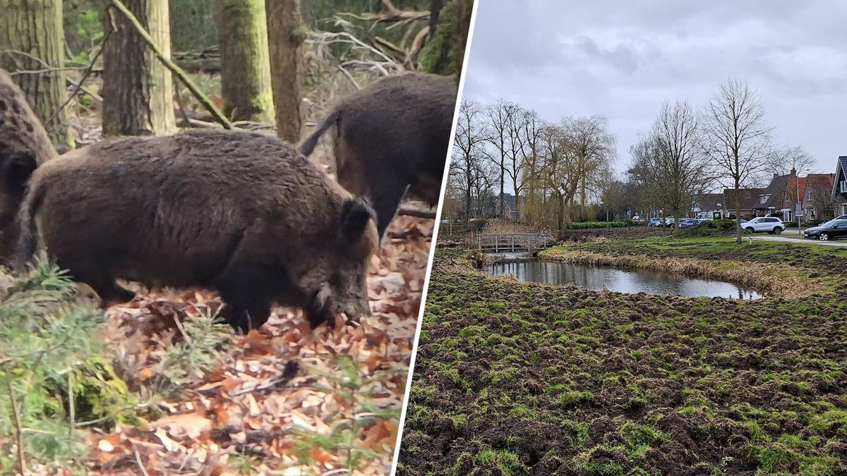 Zwijnen trekken de stad in, schade loopt op in parken en tuinen