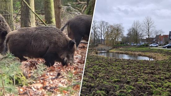 Zwijnen trekken de stad in, schade loopt op in parken en tuinen