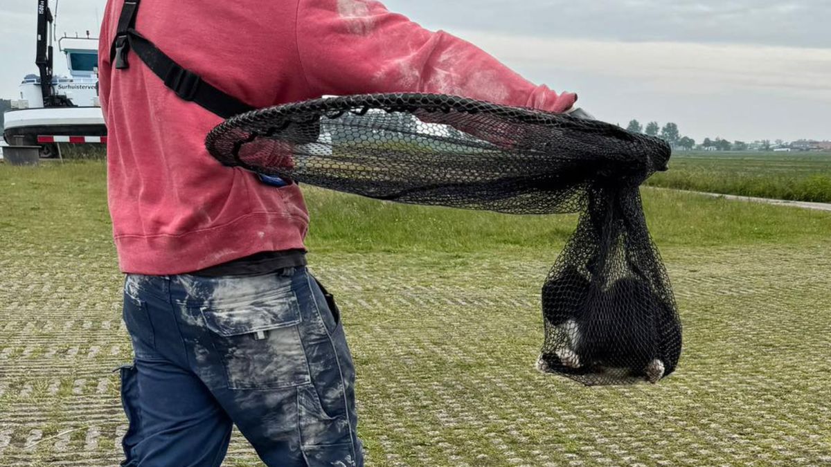 Utrechtse poes Bella vaart per ongeluk met boot mee en duikt op in Friesland