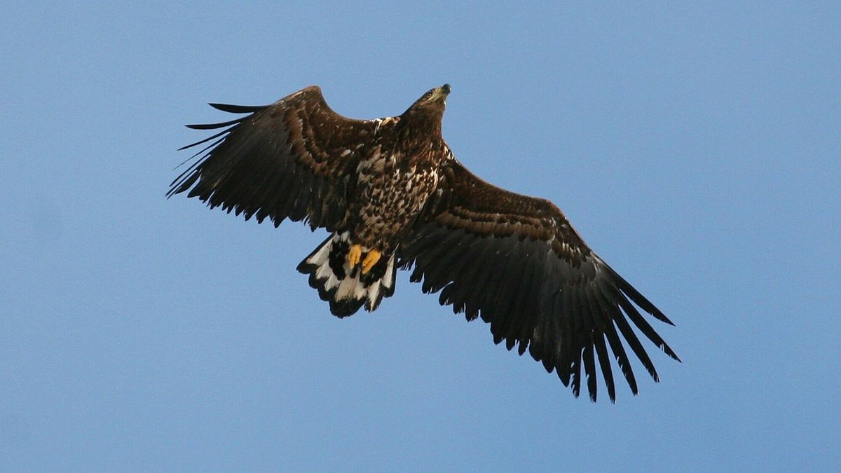 Zeearenden grijpen gans in Fochteloërveen uit de lucht