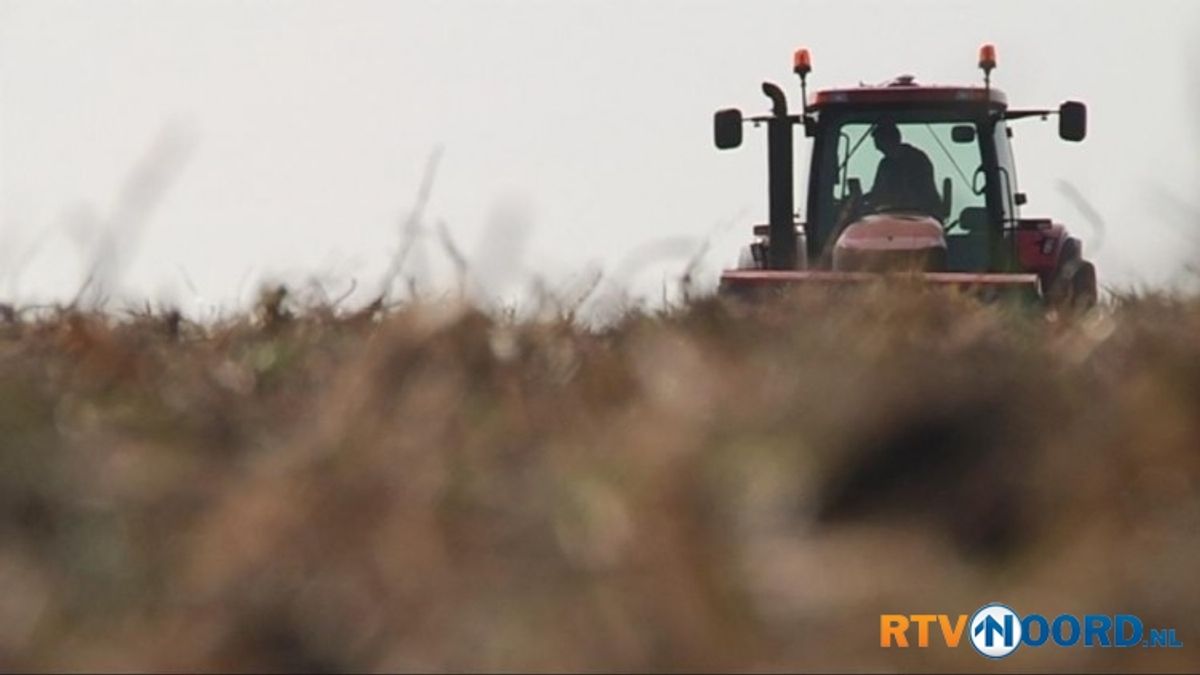 Mosterdzaad weer terug op Groninger akkers
