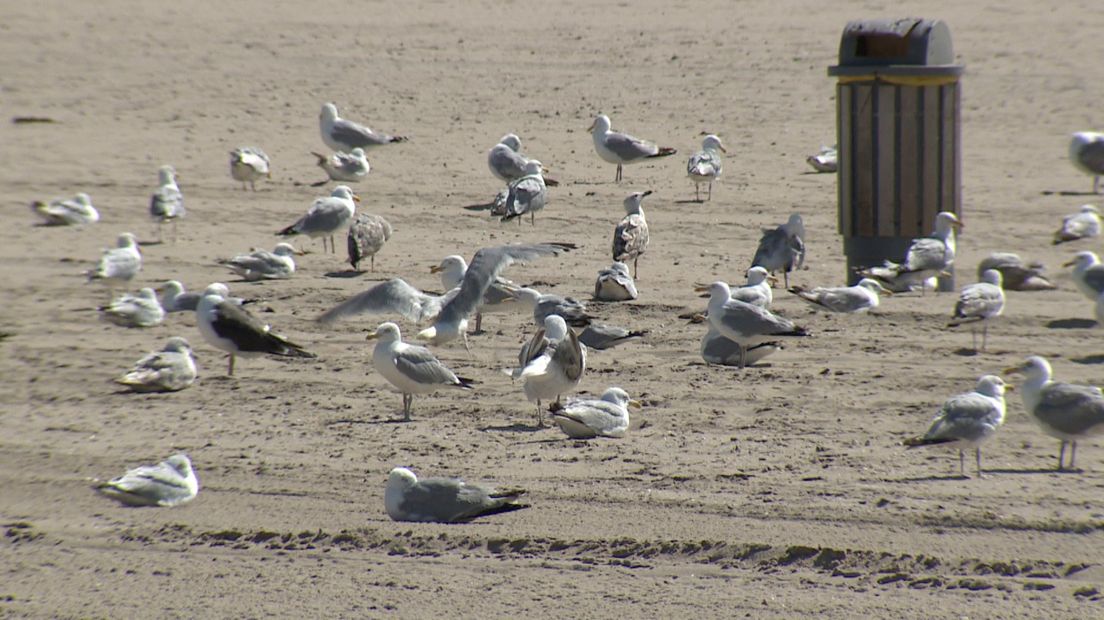 Meeuwen op het strand  bij Duindorp.