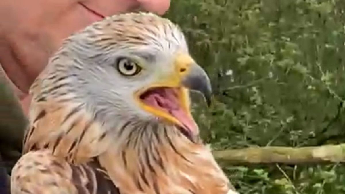 Verstrikte wouw gered tijdens natuurwandeling