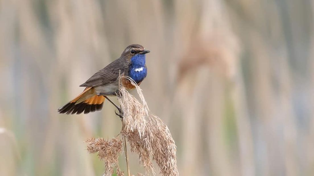 Blauwborst in rietstengel