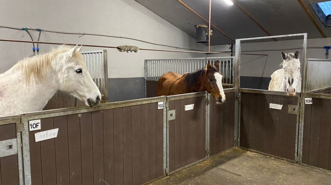 Drie bejaarde paarden in Dalsmholte