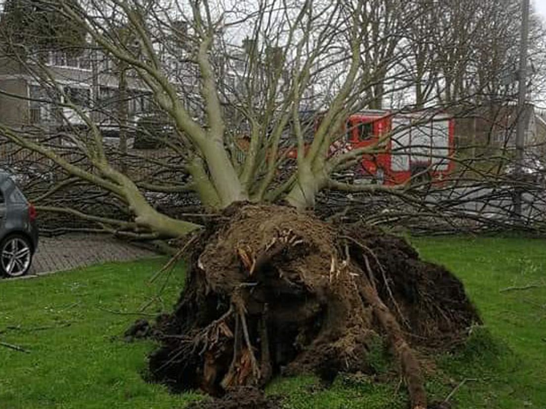 Deze boom is gesneuveld aan de Cromme Meth in Hoogvliet. Foto:
Ron Patricia Charissa Jordy Stedehouder