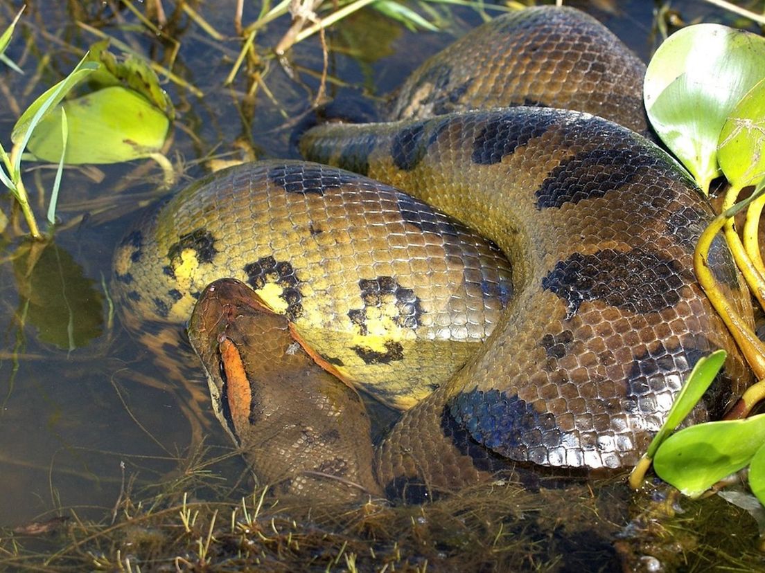 Anaconda