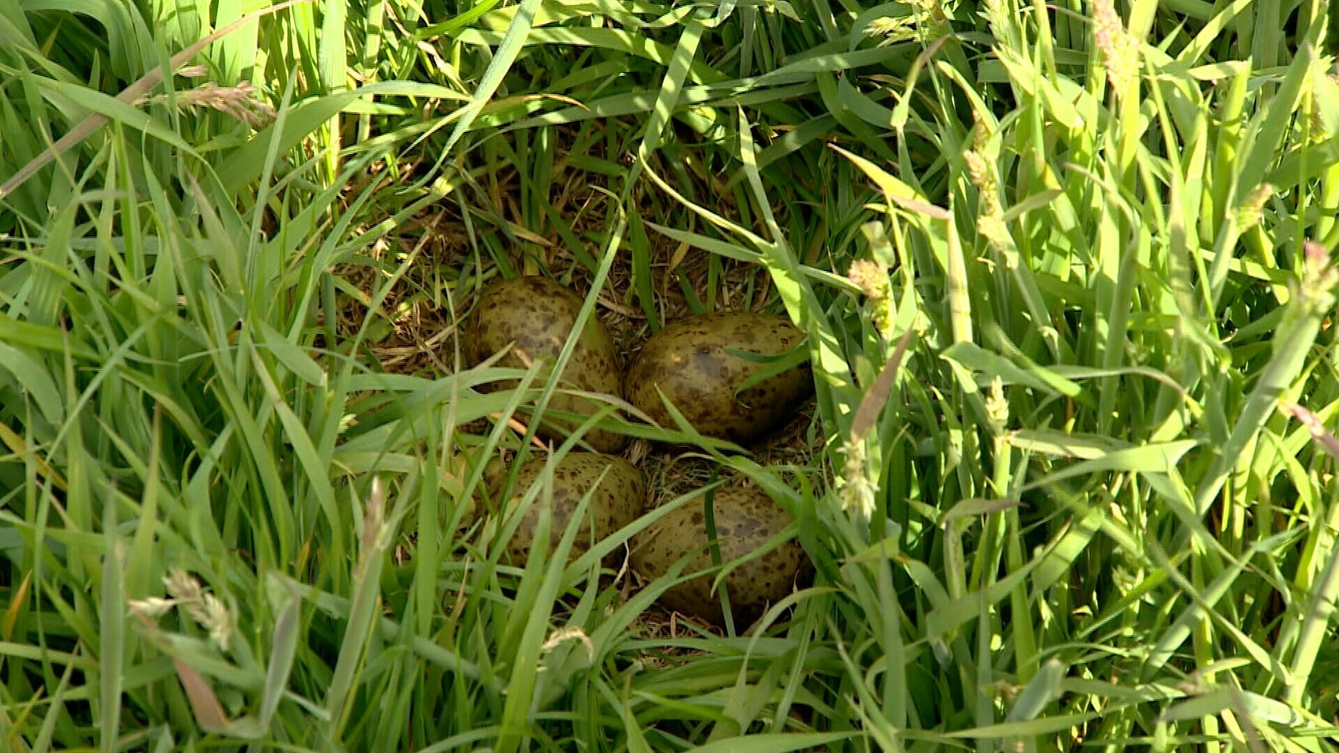 Drentse wulpenbrigade helpt Friezen met zoeken naar eieren