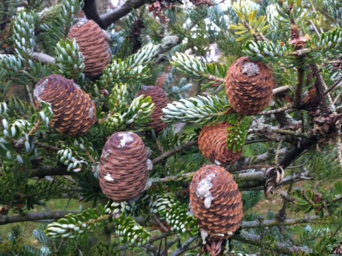 dennenappels