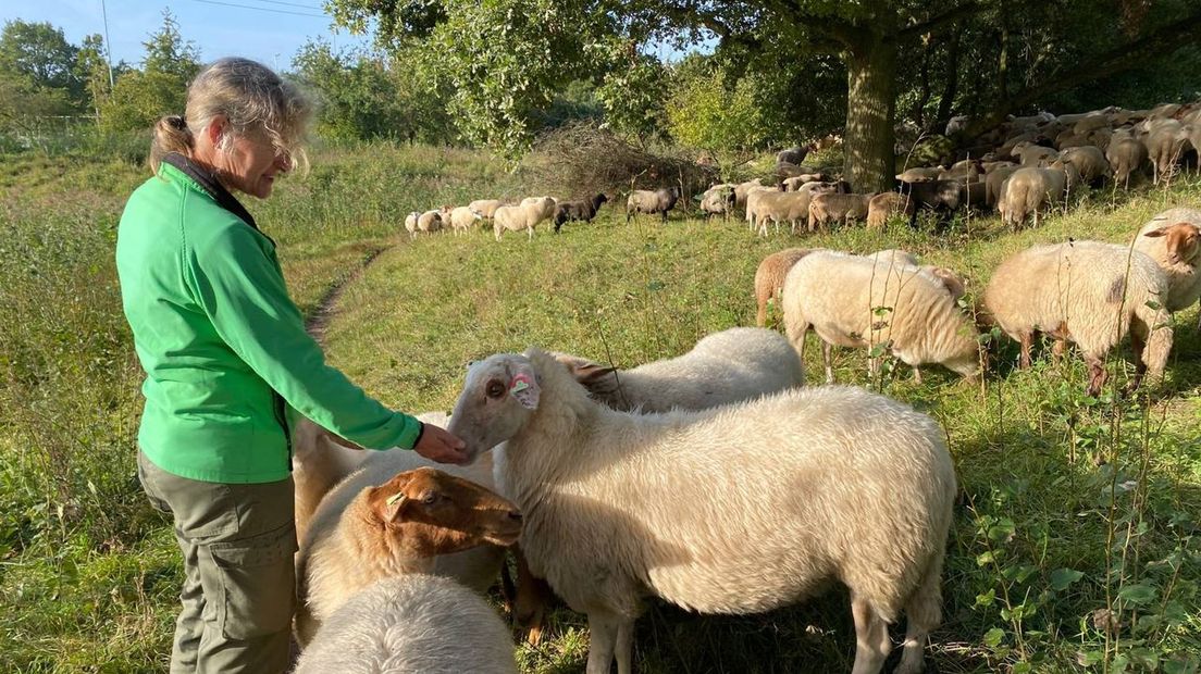 Herder Marianne Gaspersz bij haar schaapskudde