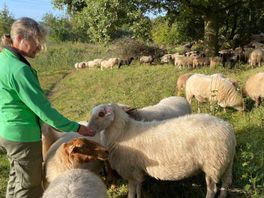 Blauwtongvirus nu ook bij schapen in Overijssel, herders en veehouders houden hart vast