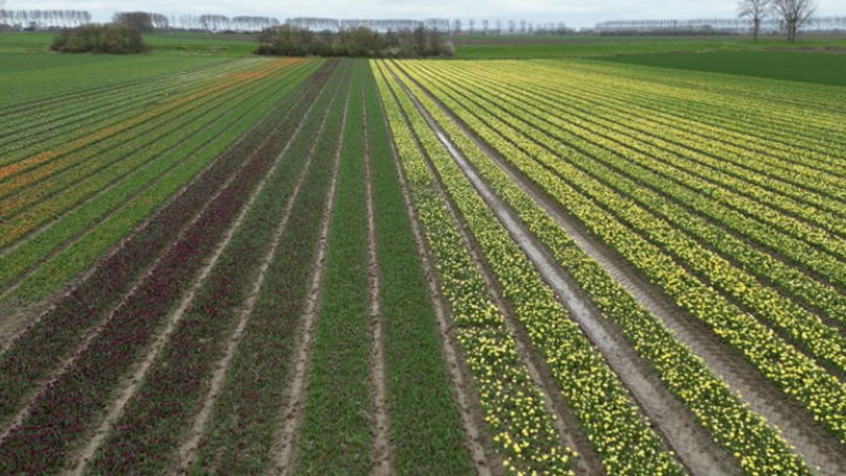 Tulpenvelden in bloei in Zeeuws-Vlaanderen