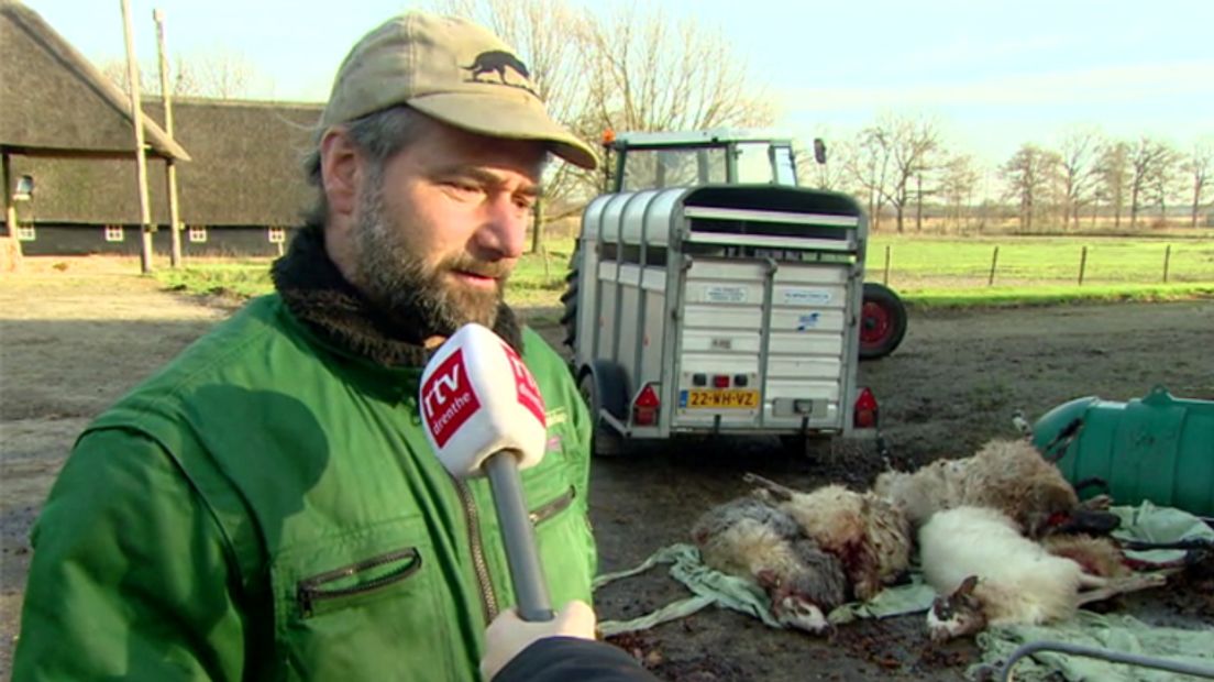 Herder Catrinus Homan bij de schapen (Rechten: RTV Drenthe)