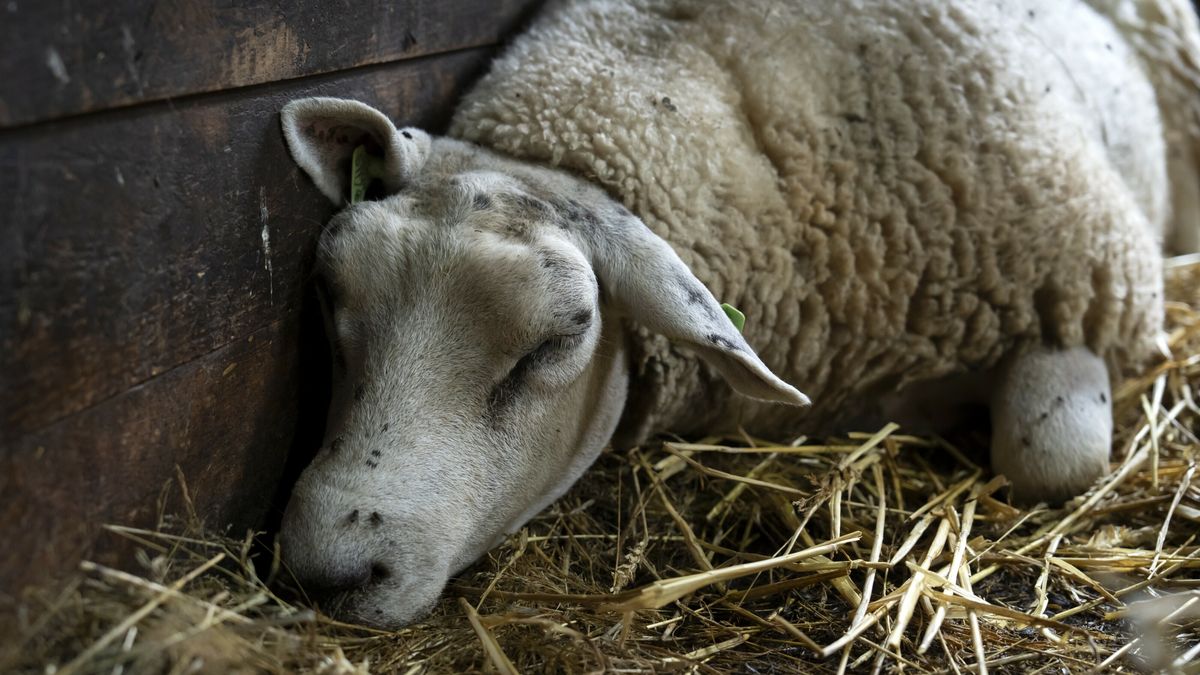 Aantal besmettingen blauwtong loopt op: zeven besmettingen in Drenthe
